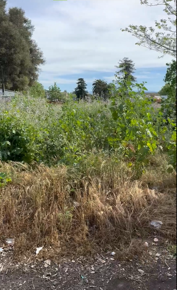 Before yard cleanup and lawn care work