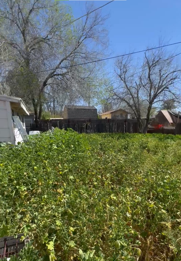 Before lawn and yard cleanup work